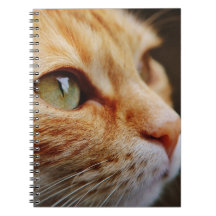 Fastställt Ansikte för en Ginger Cat