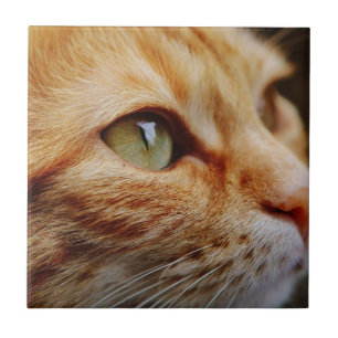 Fastställt Ansikte för en Ginger Cat Kakelplatta