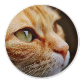 Fastställt Ansikte för en Ginger Cat Knopp