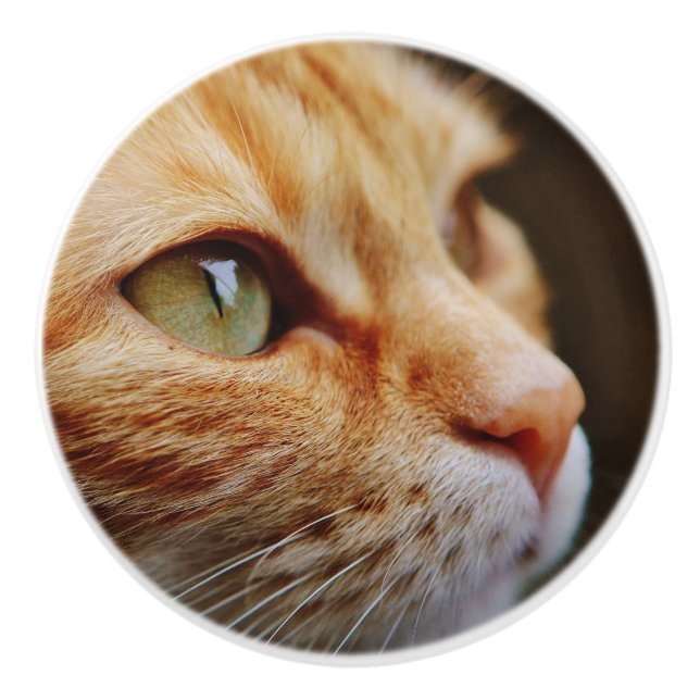 Fastställt Ansikte för en Ginger Cat Knopp (Framsidan)