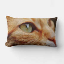 Fastställt Ansikte för en Ginger Cat