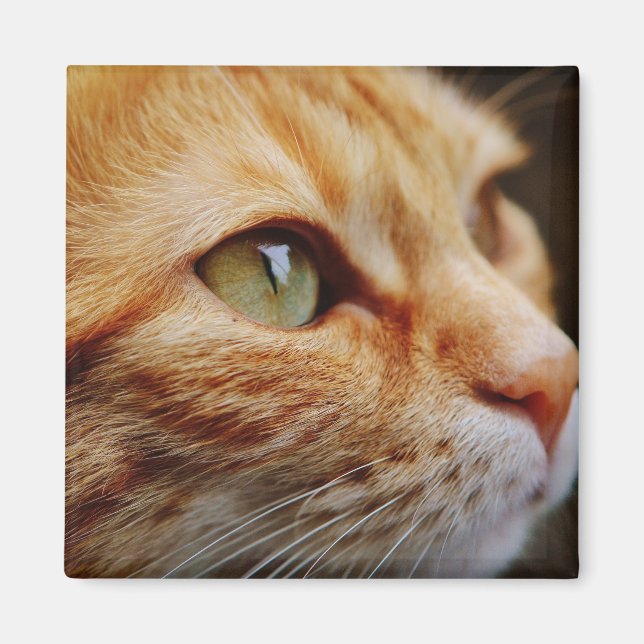 Fastställt Ansikte för en Ginger Cat Magnet (Framsidan)