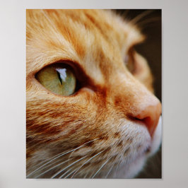 Fastställt Ansikte för en Ginger Cat Poster