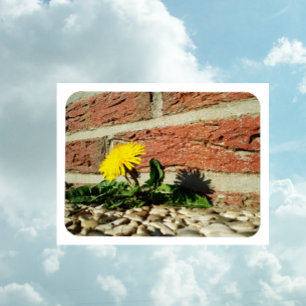Fastställt Dandelion Magnet