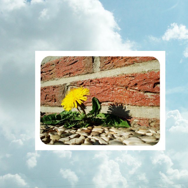 Fastställt Dandelion Magnet (Skapare uppladdad)