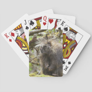 Fastställt porcupin casinokort