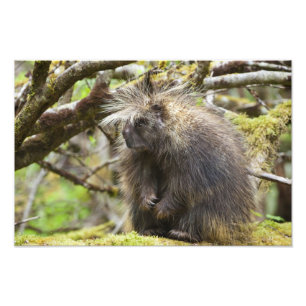 Fastställt porcupin fototryck