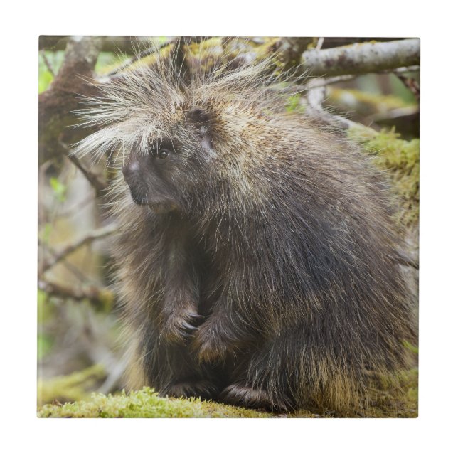 Fastställt porcupin kakelplatta (Framsidan)
