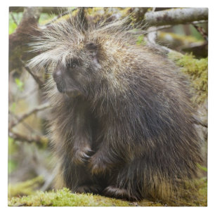 Fastställt porcupin kakelplatta
