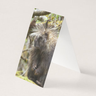 Fastställt porcupin kort