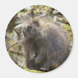 Fastställt porcupin magnet