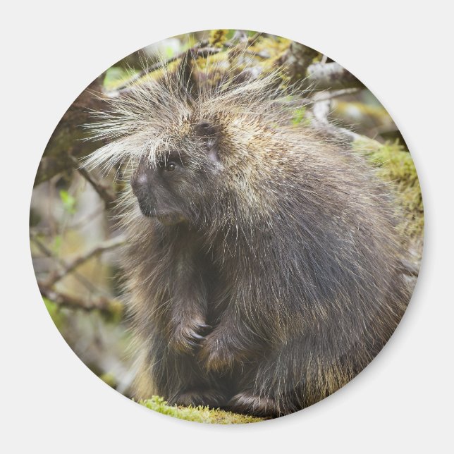 Fastställt porcupin magnet (Framsidan)