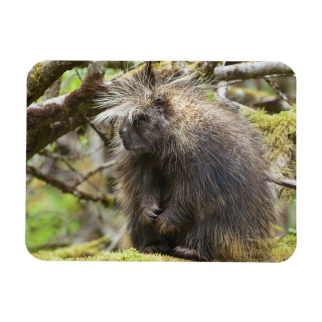 Fastställt porcupin magnet (Horisontell)