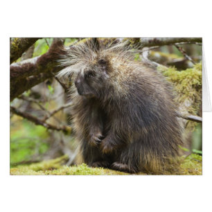 Fastställt porcupin OBS kort