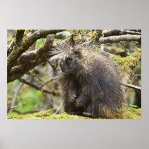 Fastställt porcupin poster