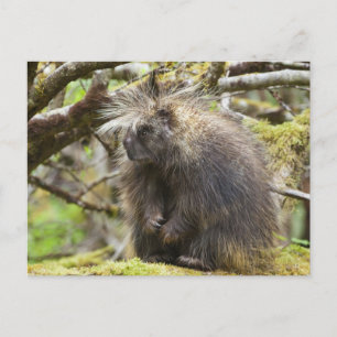 Fastställt porcupin vykort