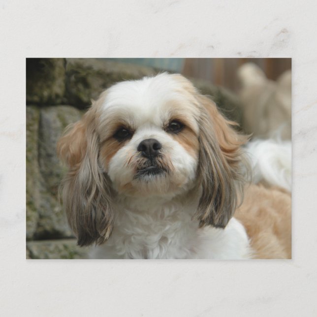 Fästvykort Vykort (Framsida)