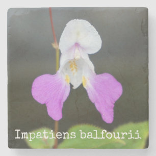 Fattiga botaniska man Orchid Stenunderlägg