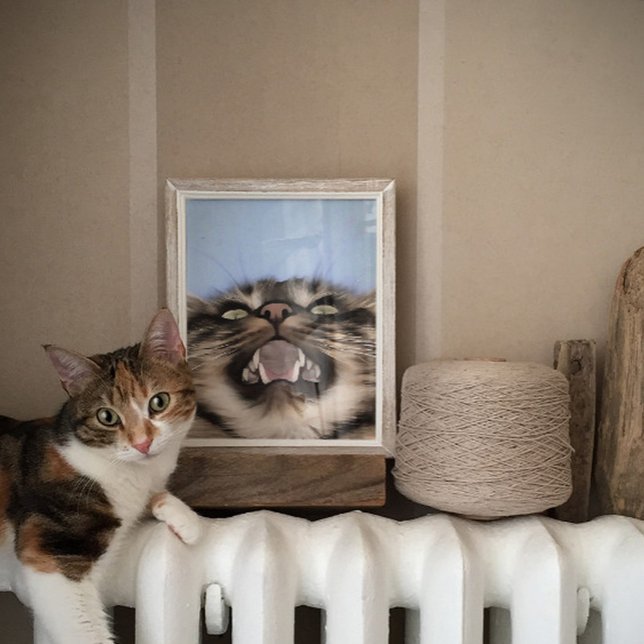 Fättiksyra av Tabby katt Poster (Skapare uppladdad)
