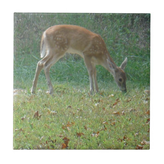 Faun, baby hjort vid Sjö Arrowhad Kakelplatta