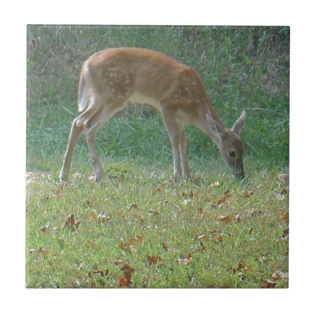 Faun, baby hjort vid Sjö Arrowhad Kakelplatta (Framsidan)
