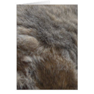 Faux Cat Päls utseende OBS Kort