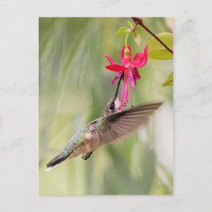 Favorit fuchsia kolibri vykort