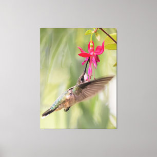 Favorite Fuchsia Hummingbird Canvastryck