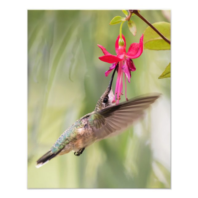 Favorite Fuchsia Hummingbird Fototryck (Framsidan)
