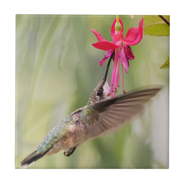 Favorite Fuchsia Hummingbird Kakelplatta (Framsidan)