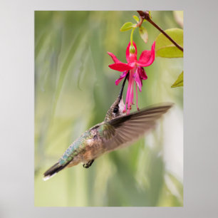 Favorite Fuchsia Hummingbird Poster