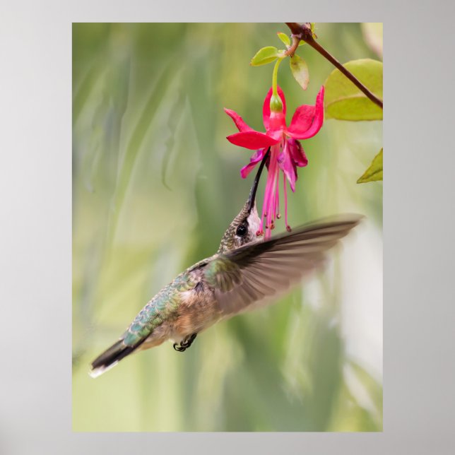 Favorite Fuchsia Hummingbird Poster (Framsidan)