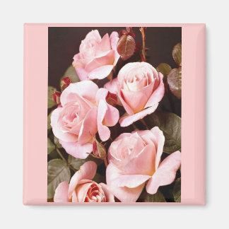 Favoriter för möhippa magnet