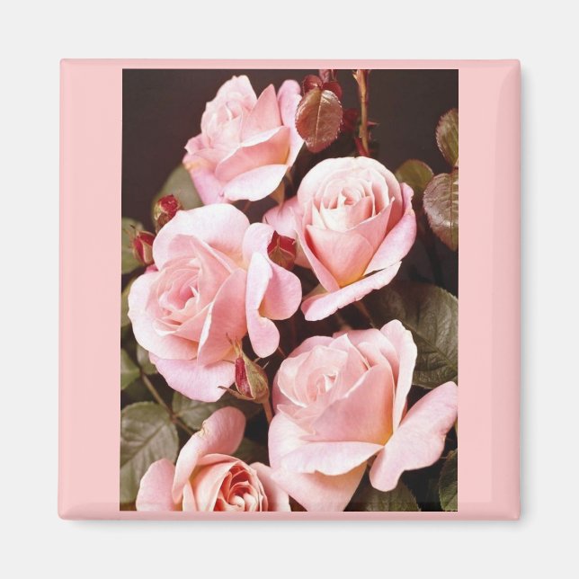 Favoriter för möhippa magnet (Framsidan)