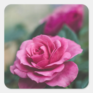 Favoritstämplar för kuvertförseglingar i rosa ros fyrkantigt klistermärke