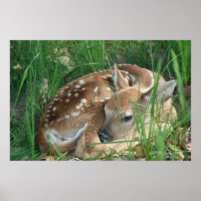 Fawn 2009 poster (Framsidan)
