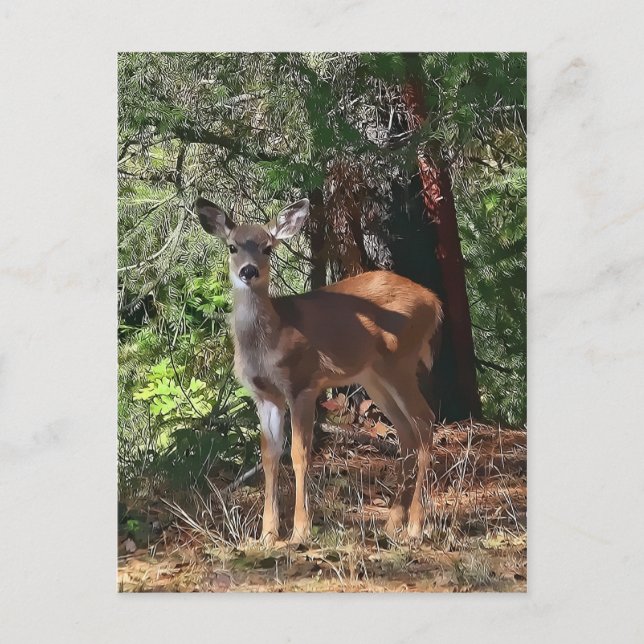 FAWN #2 VYKORT (Framsida)