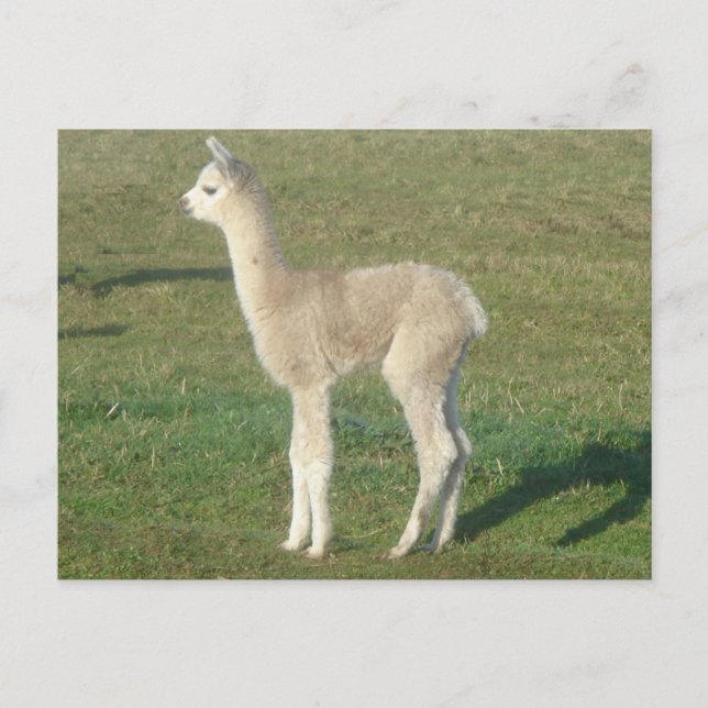 Fawn alpaca cria vykort (Framsida)