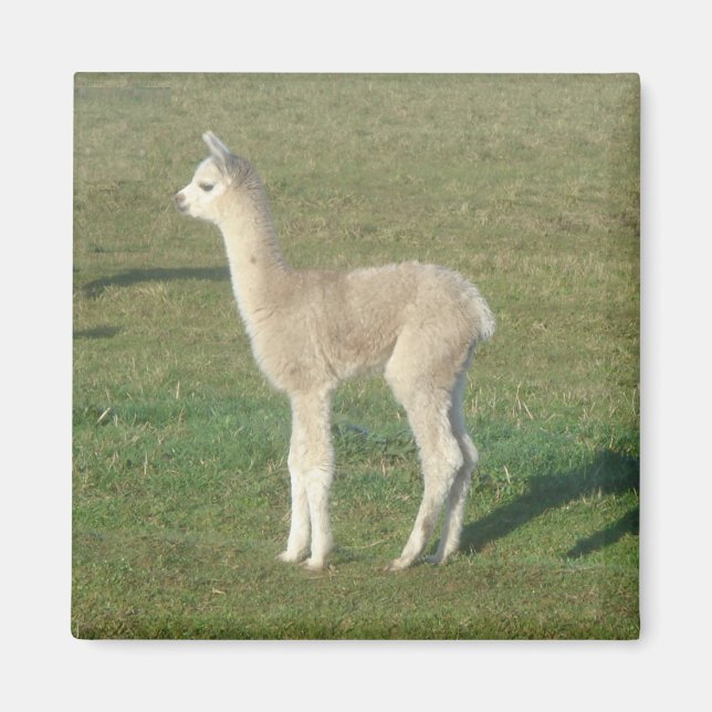 Fawn alpaca magnet (Framsidan)