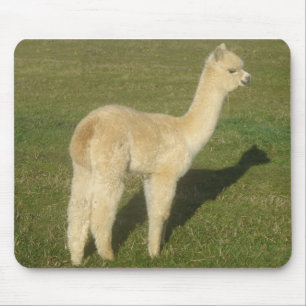 Fawn alpaca musmatta