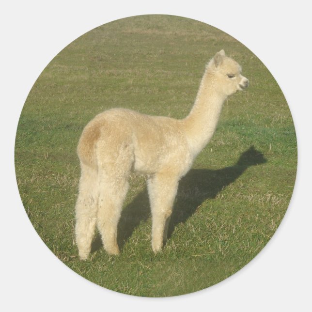 Fawn alpaca runt klistermärke (Framsida)