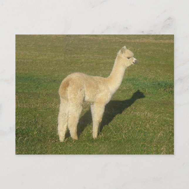 Fawn alpaca vykort (Framsida)