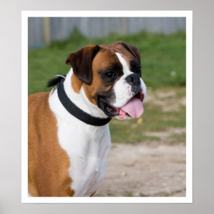 Fawn and White Boxer Ständiga Poster
