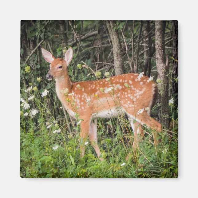 Fawn Baby Hjort Woodland Animals Magnet (Framsidan)