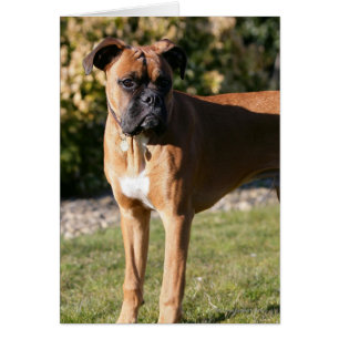 Fawn Boxer Hund Ständiga Hälsningskort