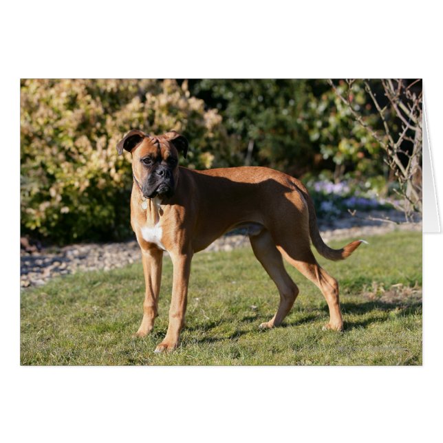 Fawn Boxer Hund Ständiga Hälsningskort (Framsidan Horizontal)