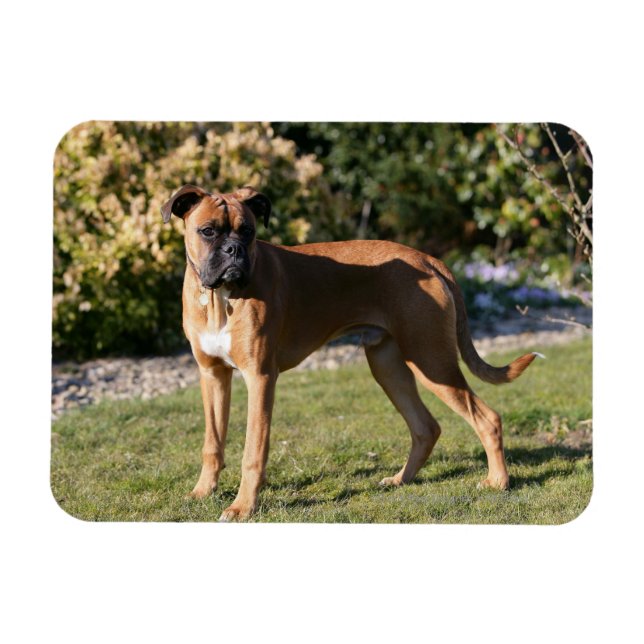 Fawn Boxer Hund Ständiga Magnet (Horisontell)