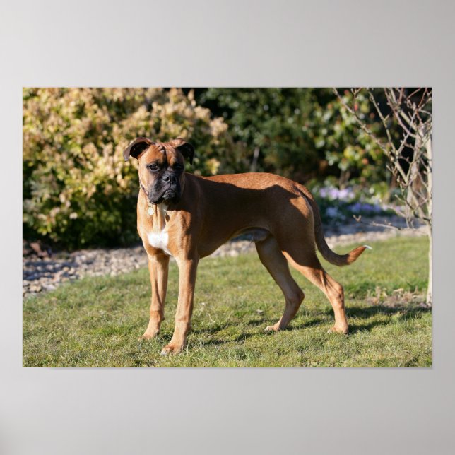 Fawn Boxer Hund Ständiga Poster (Framsidan)