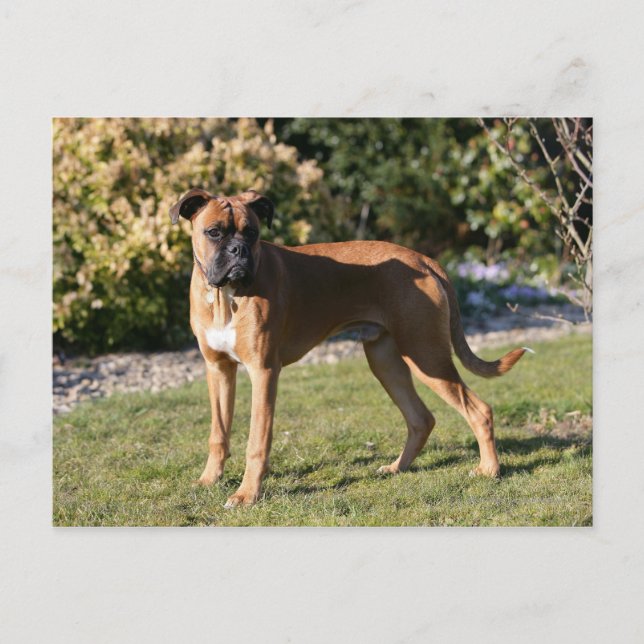 Fawn Boxer Hund Ständiga Vykort (Framsida)