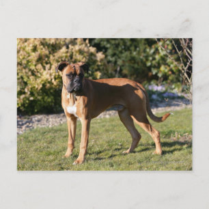 Fawn Boxer Hund Ständiga Vykort